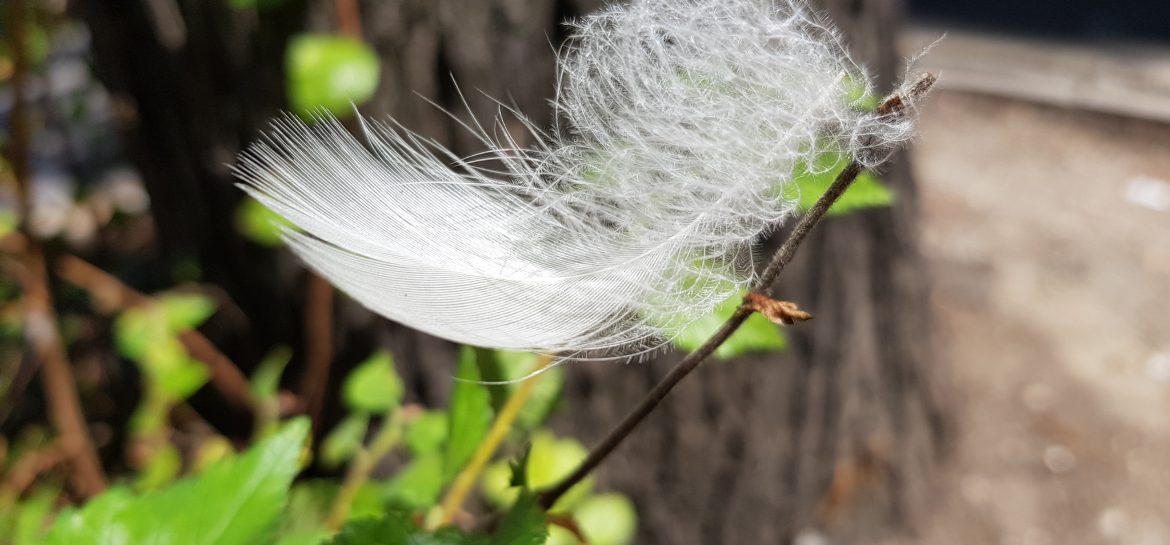 Plume avenue de Wagram