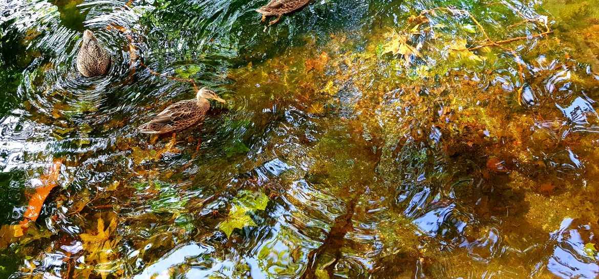 Reflets et canards de la Fontaine Médicis