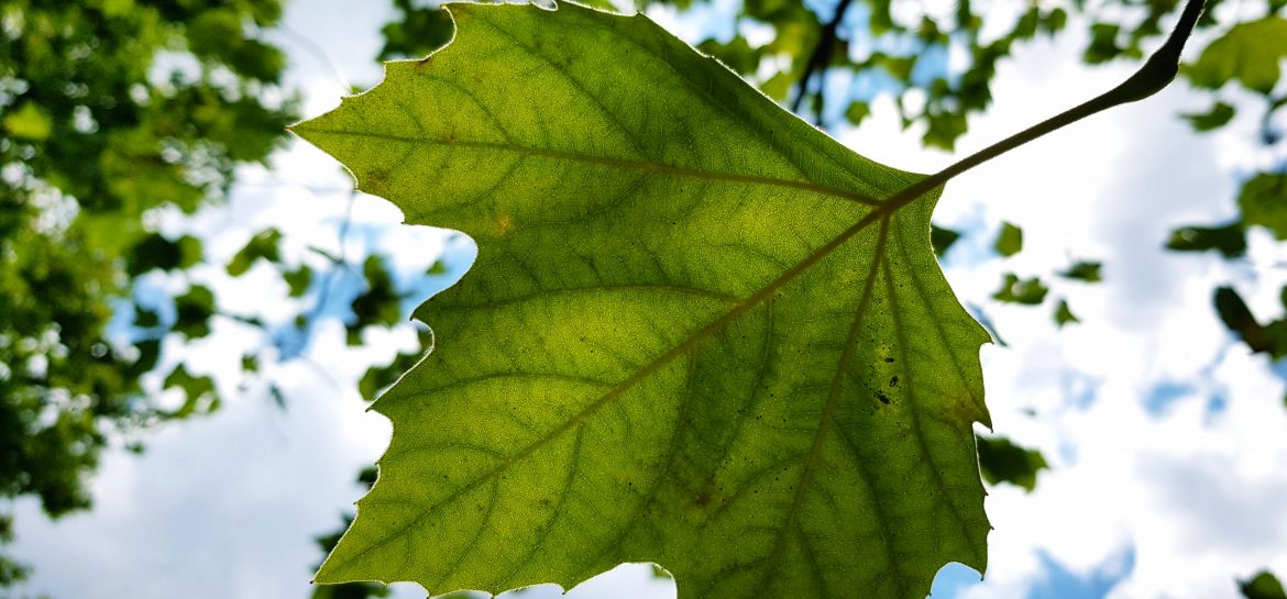 Feuille de platane avenue des Ternes