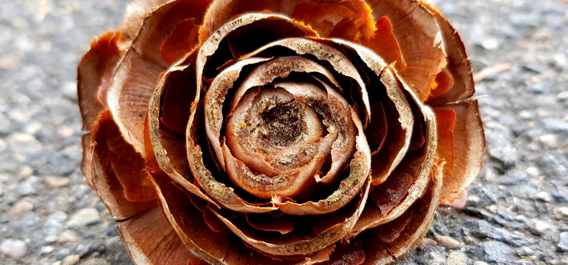 À Chatillon, une fleur de pin