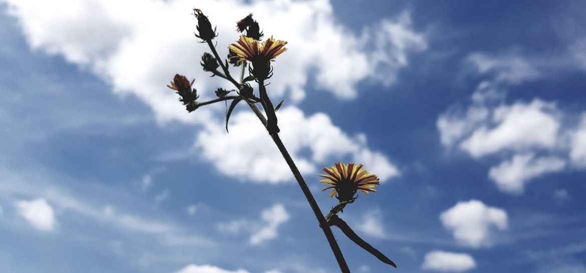 Fleurs et nuages