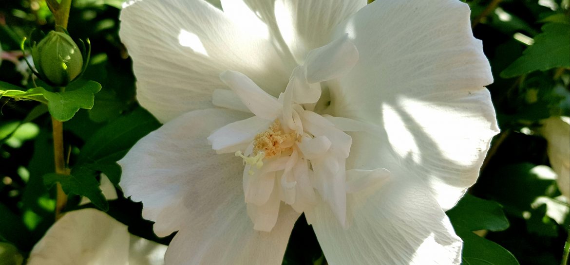 Roses blanches de la rue Cognacq-Jay