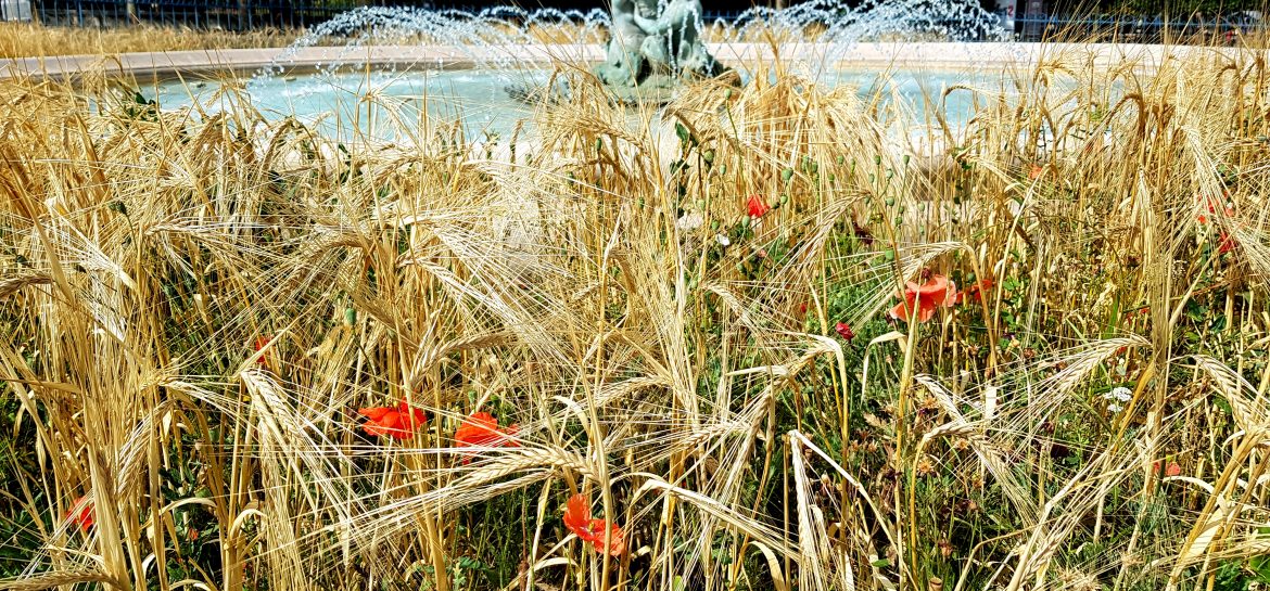 Blé et coquelicots place Edmond Rostand