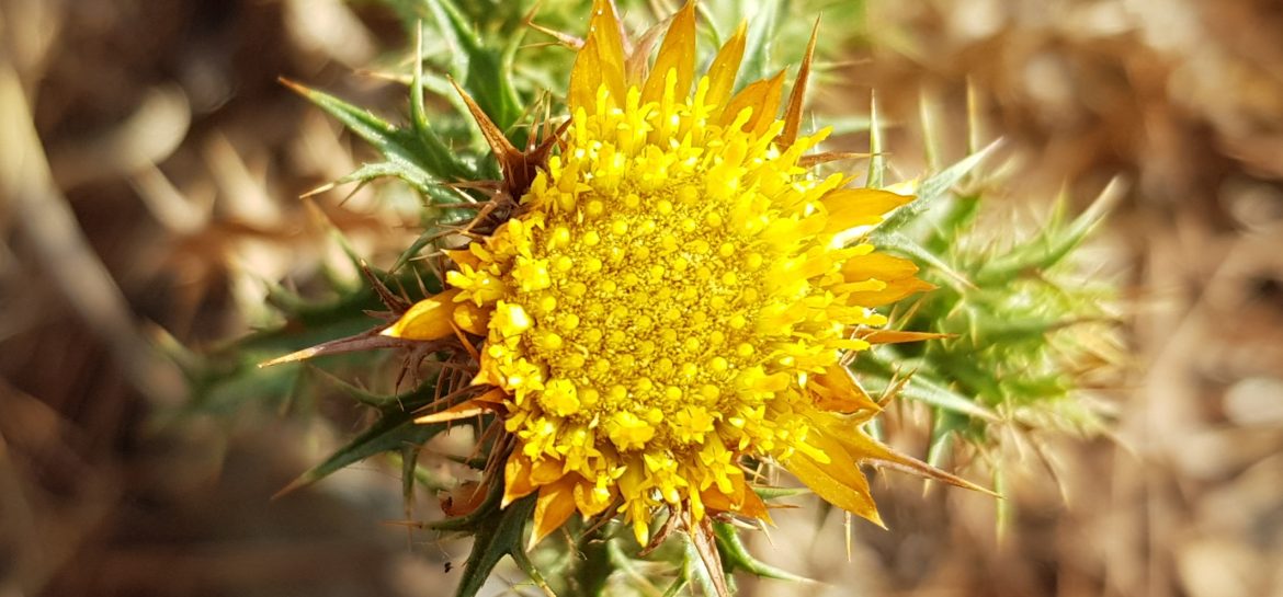 Carline (Porquerolles)