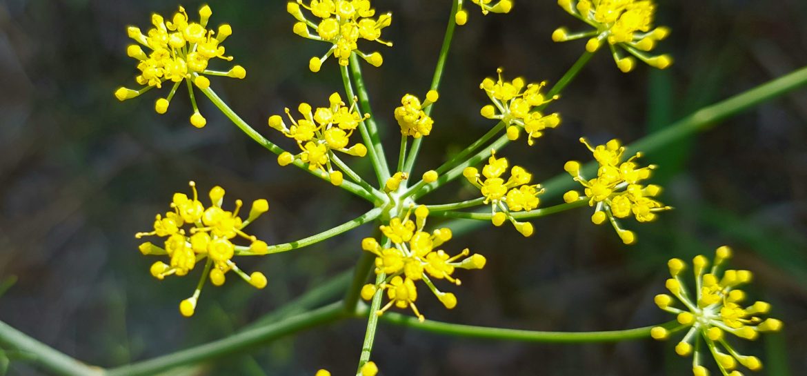 Étoiles jaunes (Fenouil de Porquerolles)