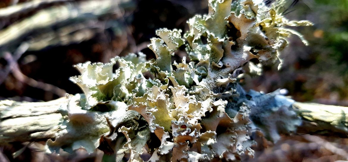 Lichen