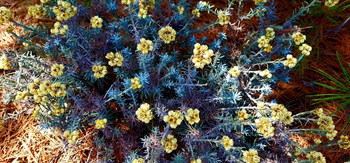 Bouquet d&rsquo;immortelles à l&rsquo;Oustaou