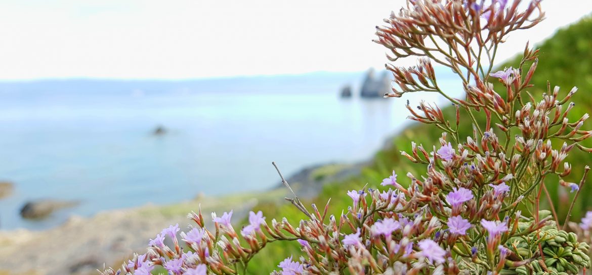 Lavande de mer aux Mèdes
