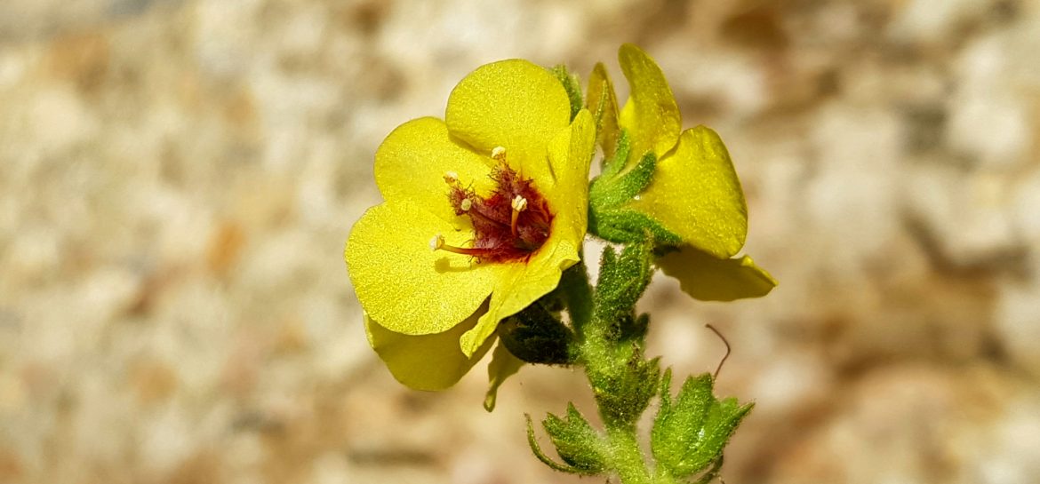 A l&rsquo;Alycastre, une molène