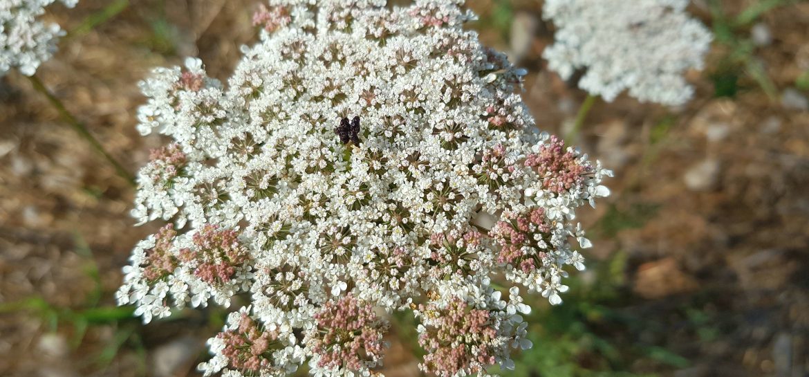 Fleur de carotte dans la plaine Notre-Dame