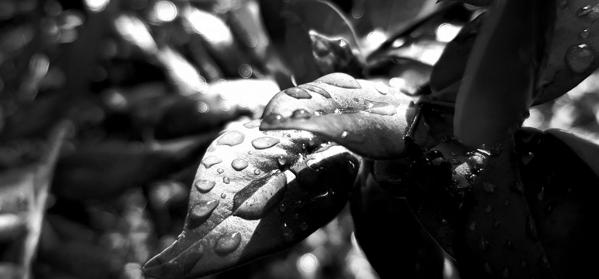 Bienfaisance de la pluie