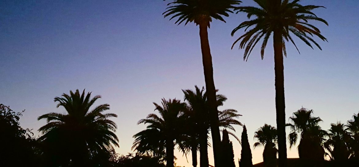 Jardin des palmiers au crépuscule