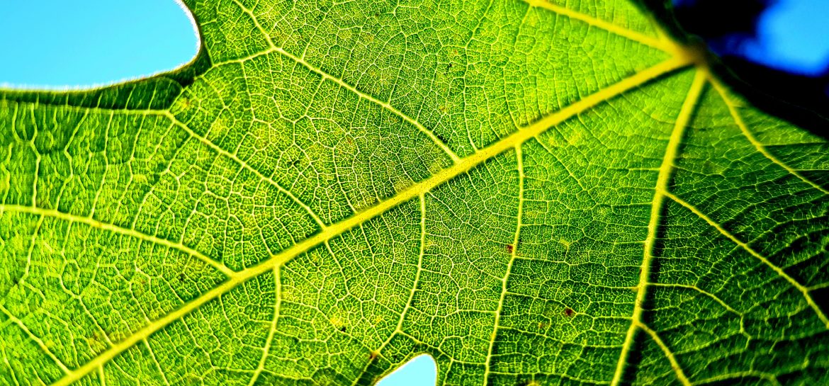 Feuille de figuier
