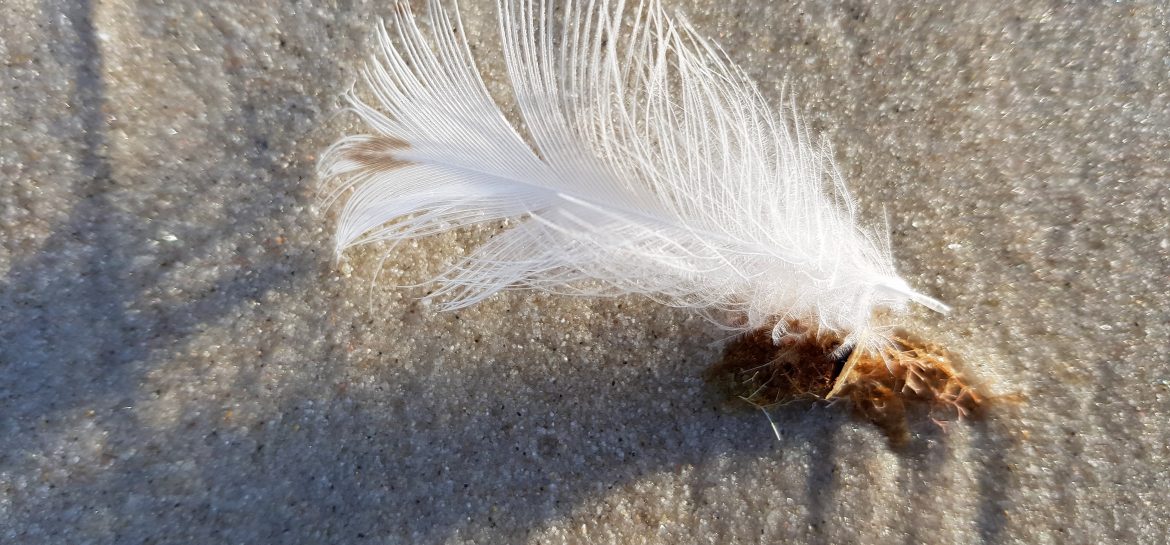 Sur la plage d&rsquo;argent, une plume