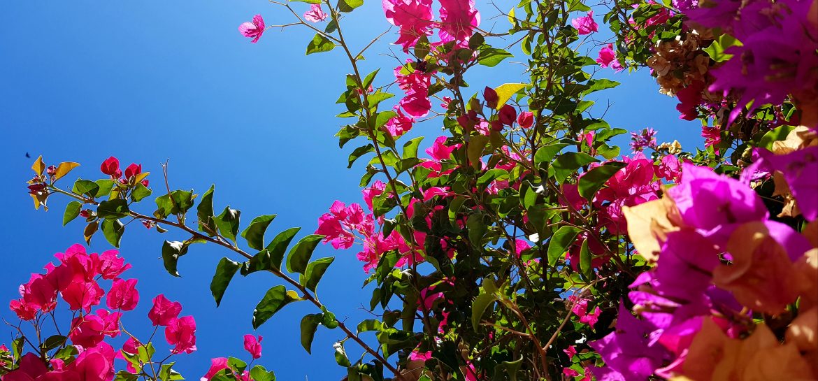 Bougainvillées de la rue Sylvia Fournier