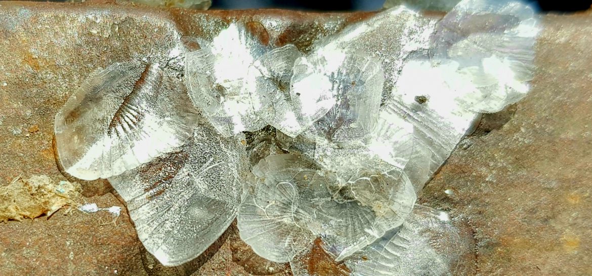 Quai des Belges : reste du marché aux poissons