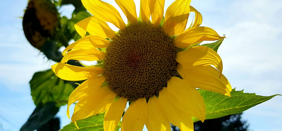 A Perles, un tournesol tourne le dos au soleil