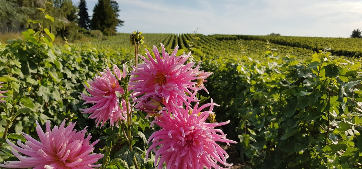 Prouilly : premières vignes (et dahlias roses)