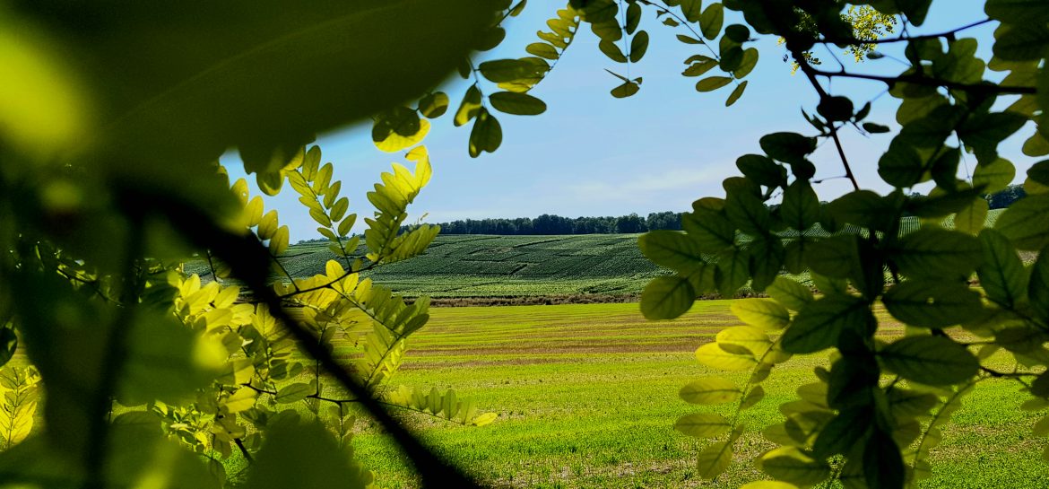 Vignes de Champagne