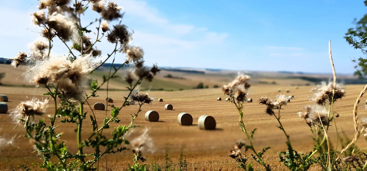 Le temps de la moisson