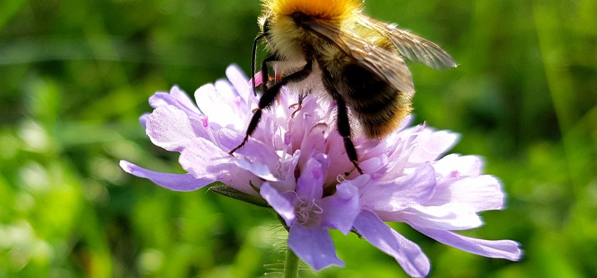 Bourdon  butinant dans la vallée de la Marne