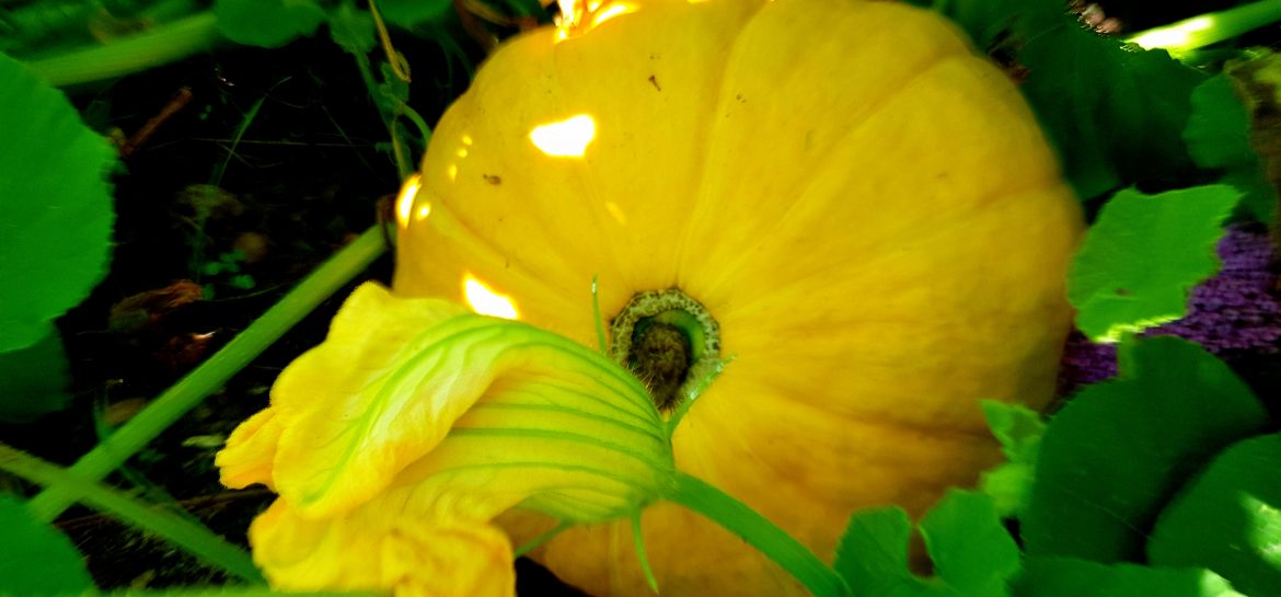 Près de Château-Thierry, un jardin de courges