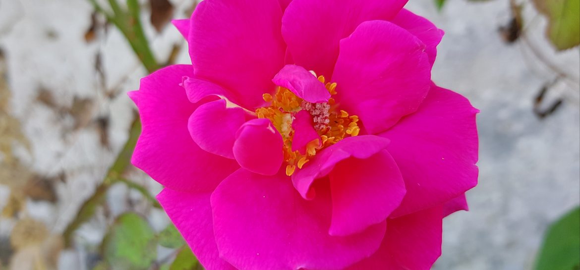 Rose sur le mur de la ferme La Nouette près de Château-Thierry