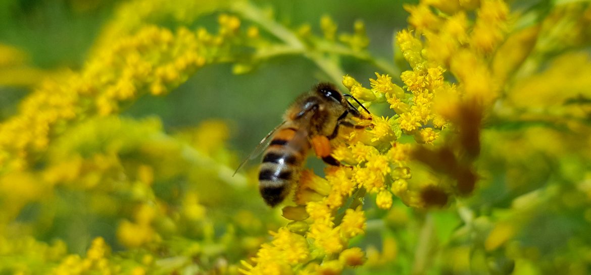 Abeille butinant un solidage
