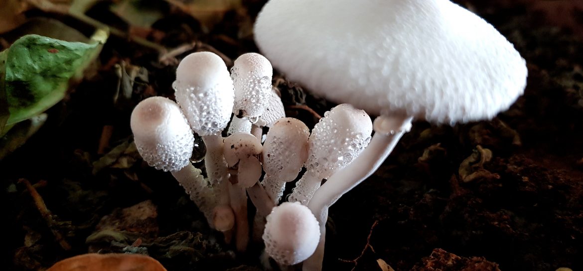Eclosion de leucocoprinus