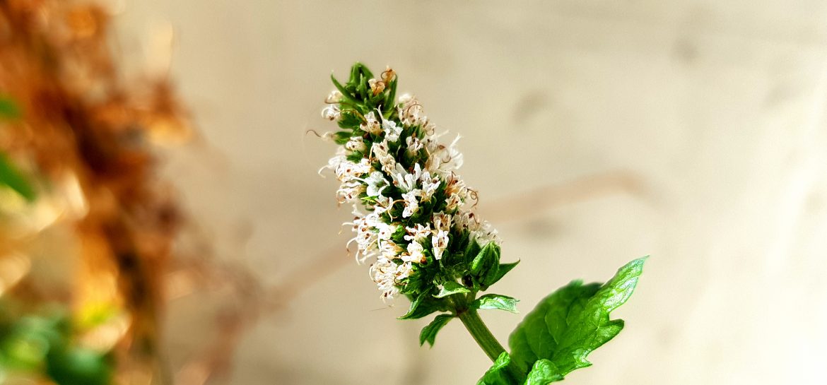Menthe