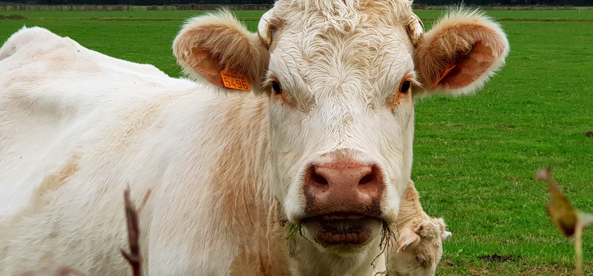 Vache