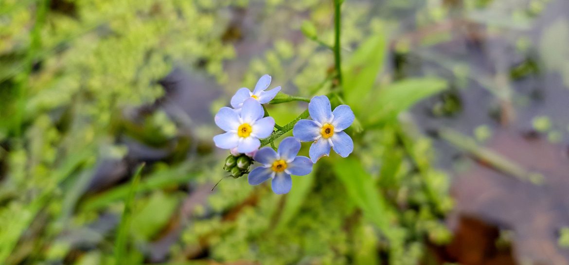Myosotis sur les rives de l&rsquo;Arroux