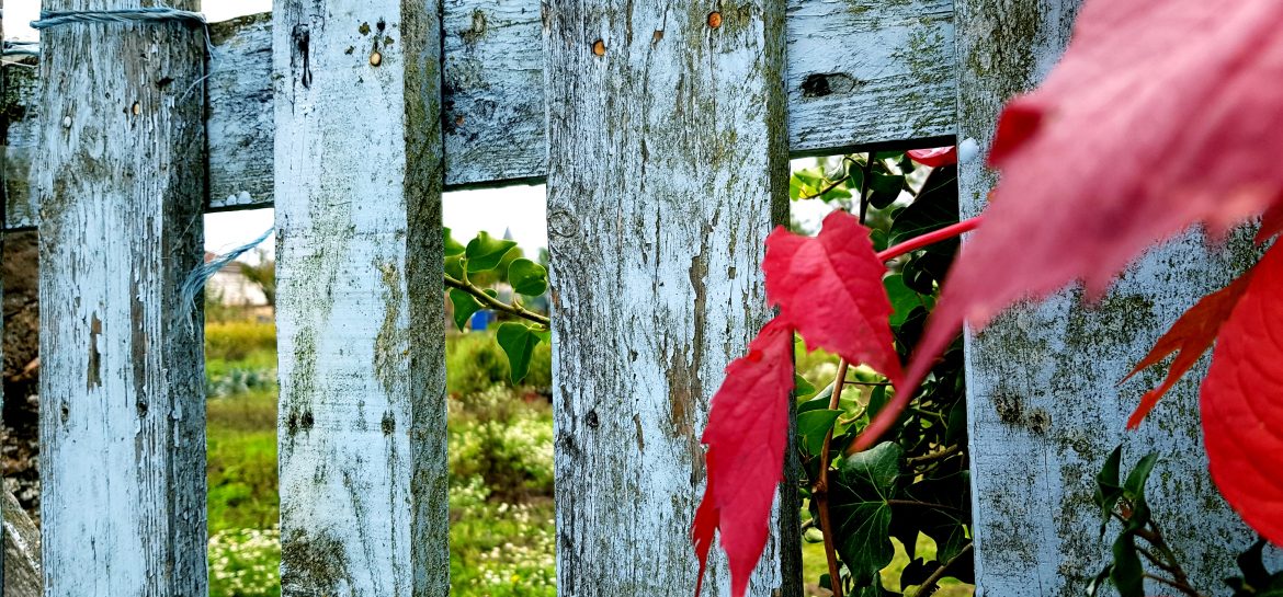 Porte bleue