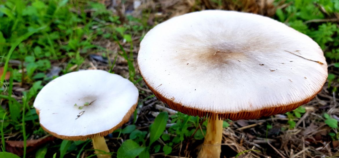A Saclay,  des champignons-tables