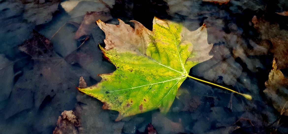Feuille morte dans l&rsquo;eau