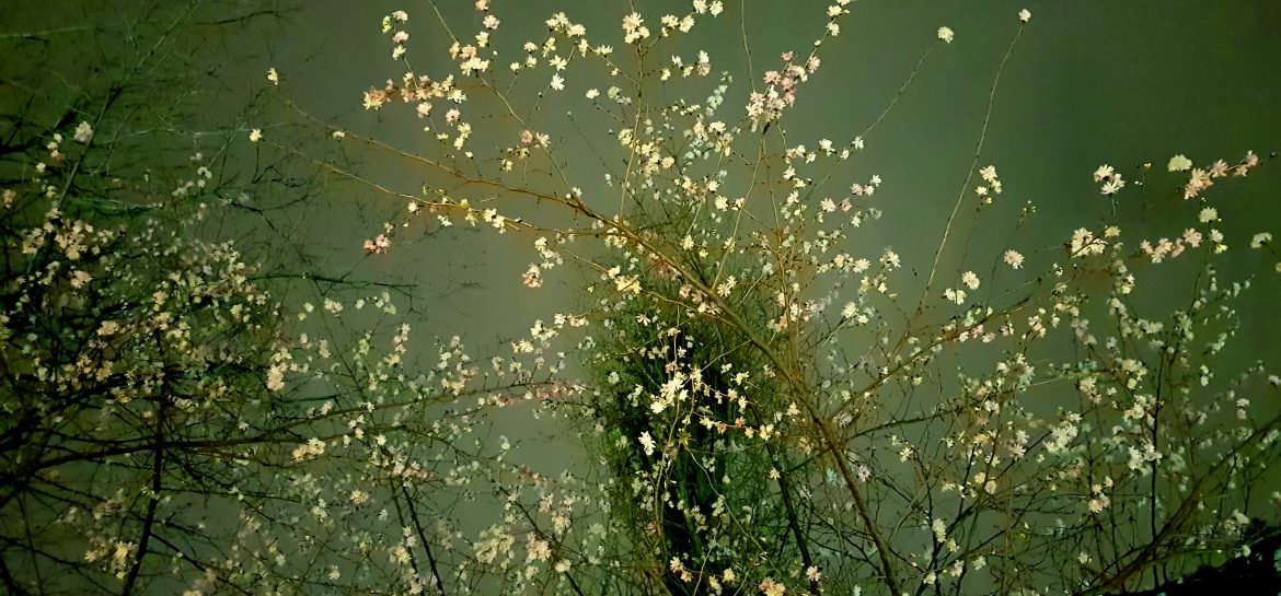Arbre en fleurs dans la nuit parisienne