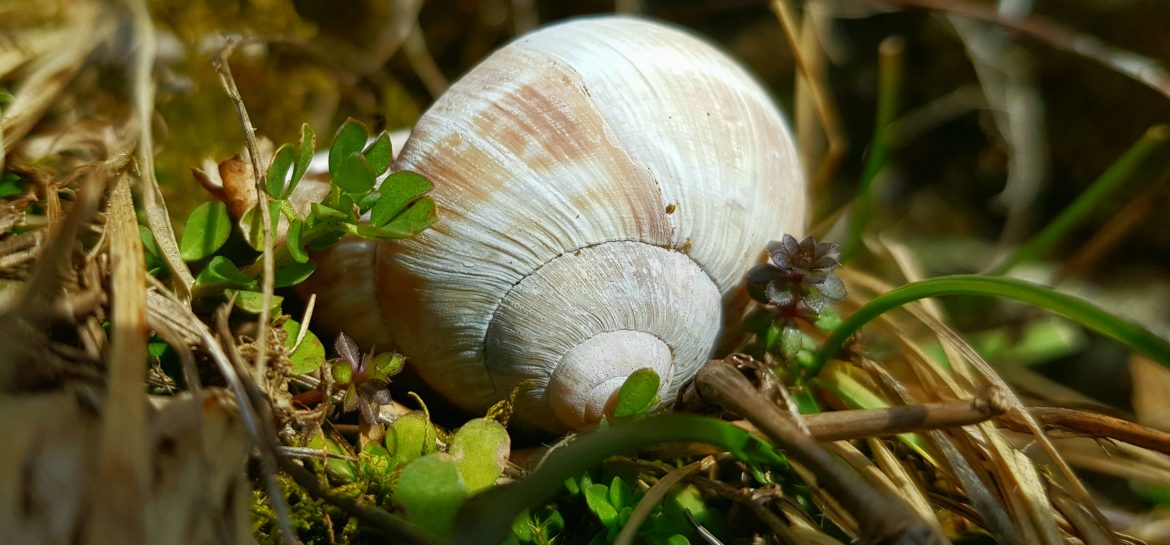 Le printemps des escargots