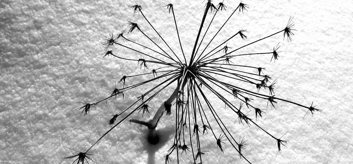 Neige