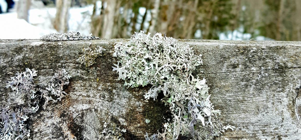 Lichen