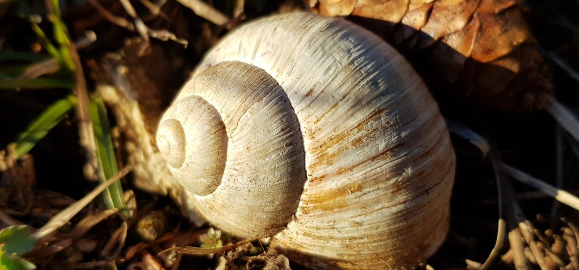 Escargot