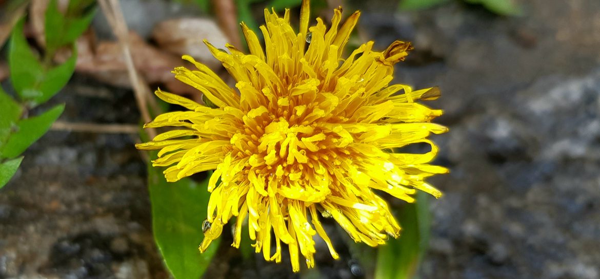 Fleur jaune au Panthéon
