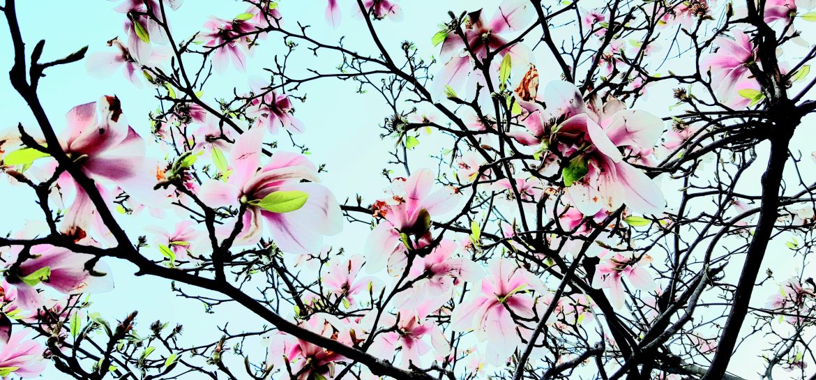 Il y a aussi les fleurs