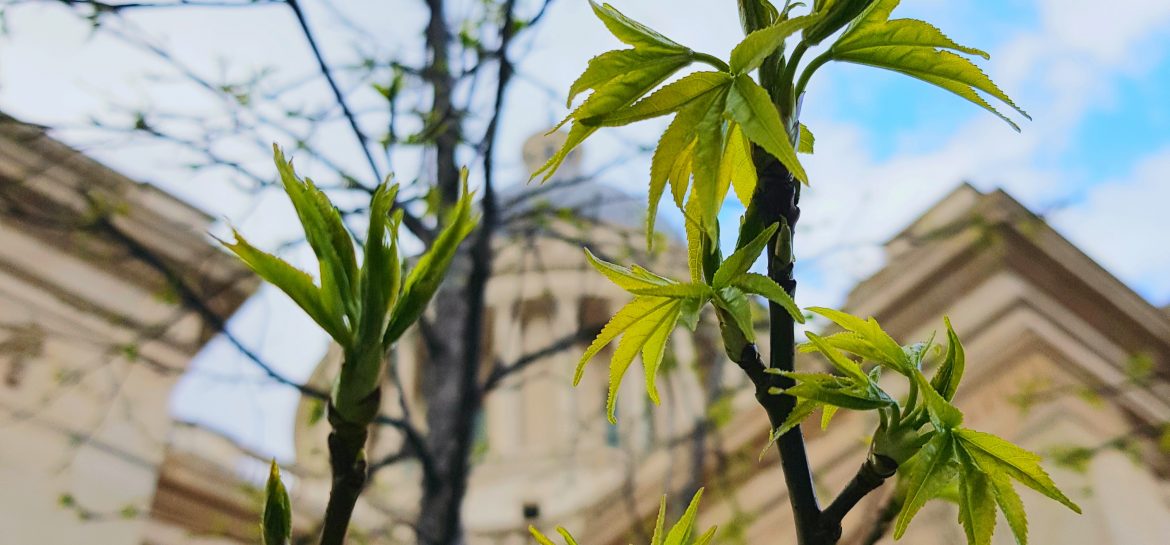 Dans la ville sans bruit de jeunes feuilles poussent