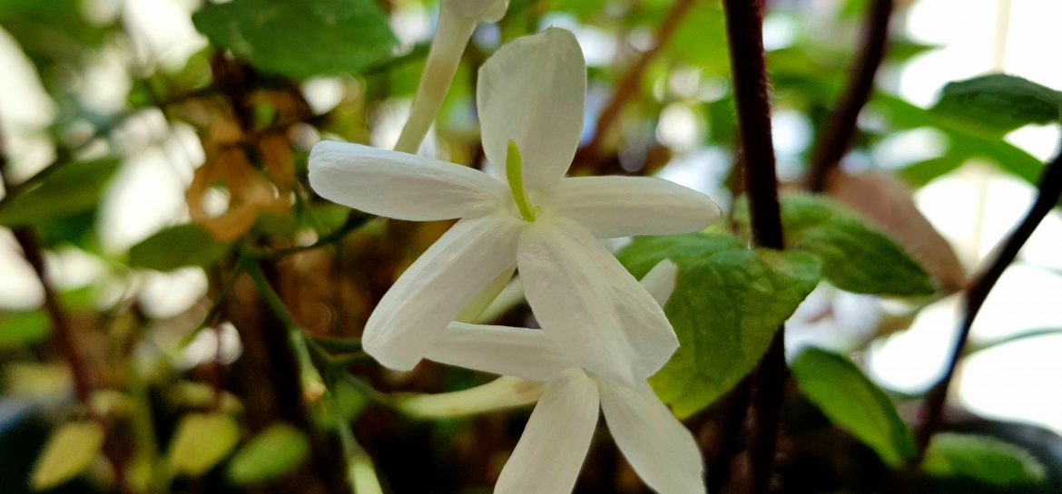 Parfum