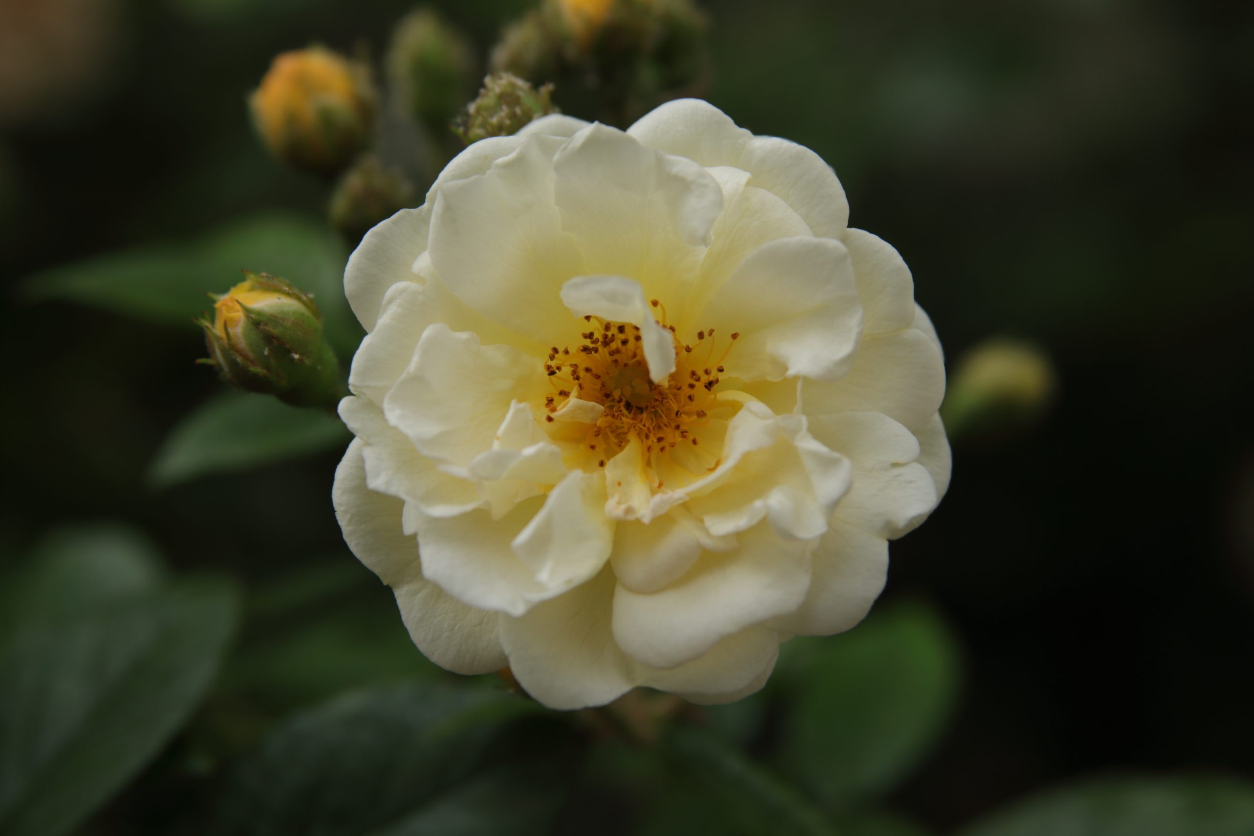 Rose de la Butte Bergeyre