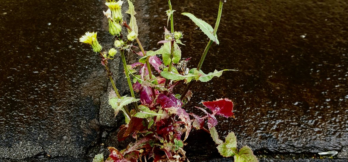 Leçon de botanique au Panthéon – 1