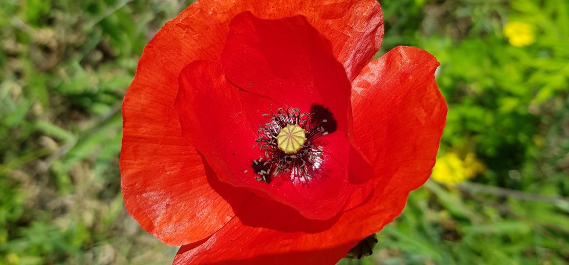 Coquelicot