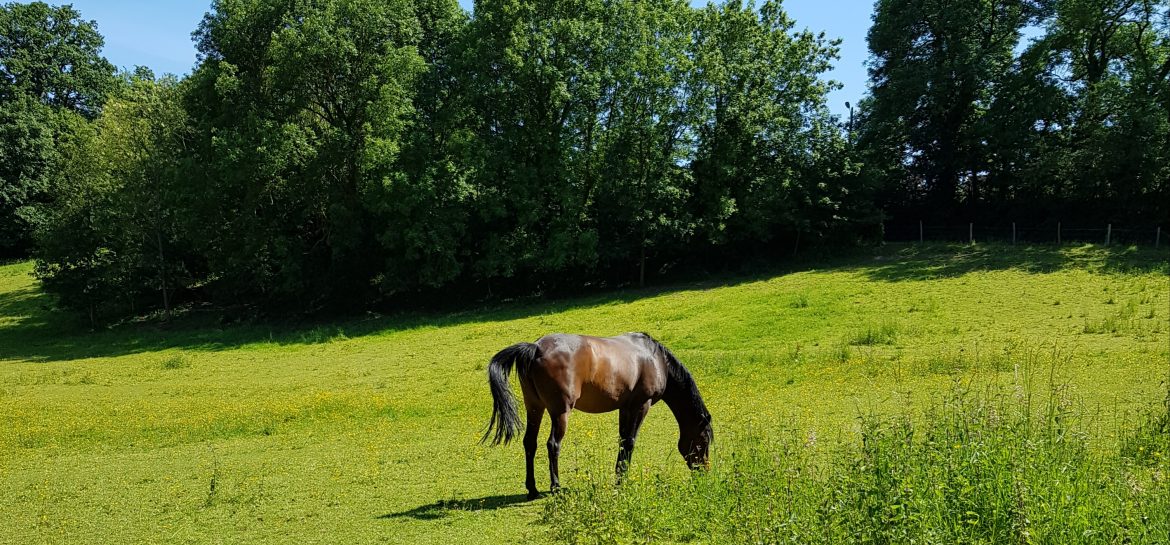 Cheval dans la vallée de la Bièvre
