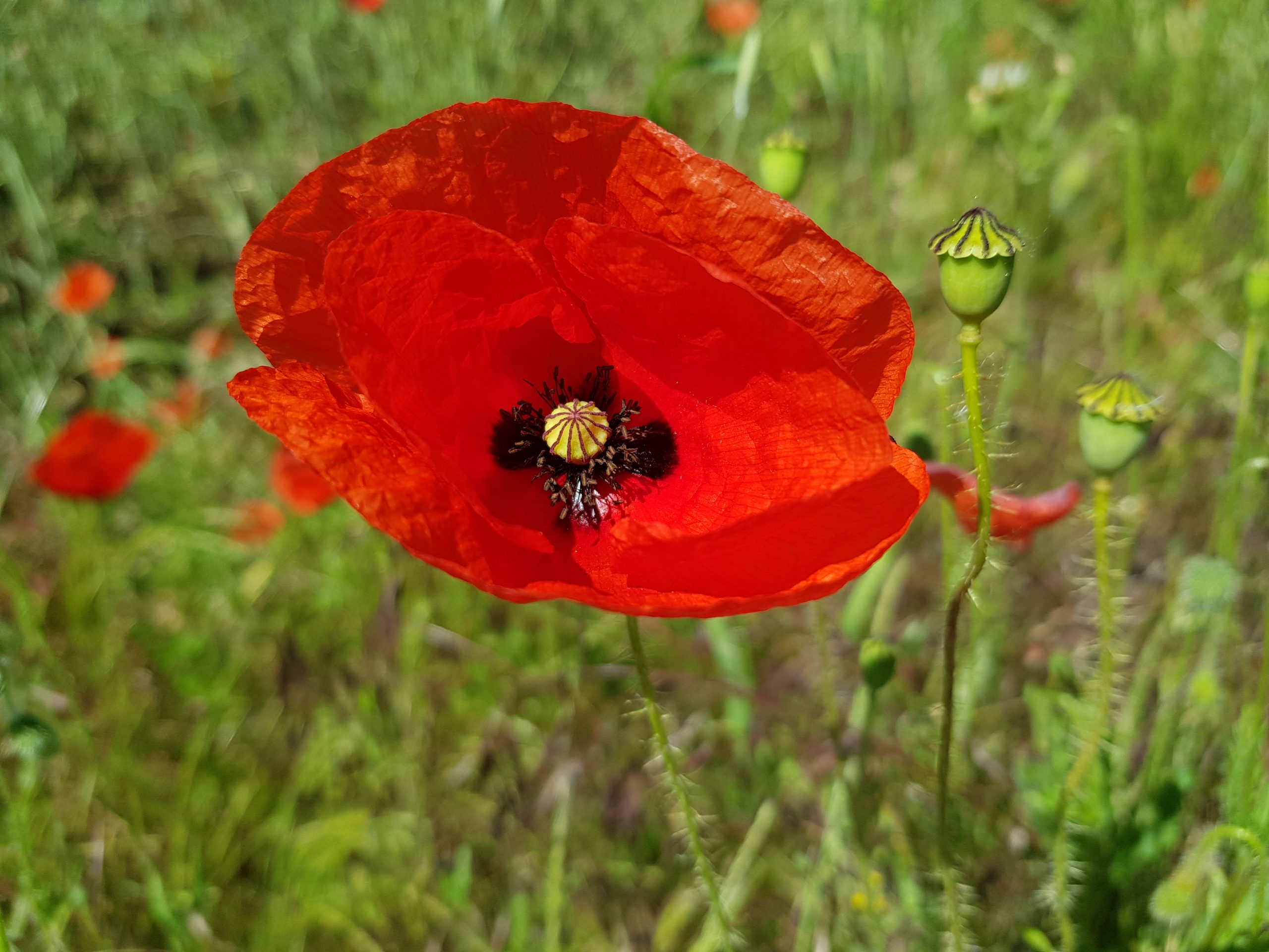 Coquelicot de Gressy
