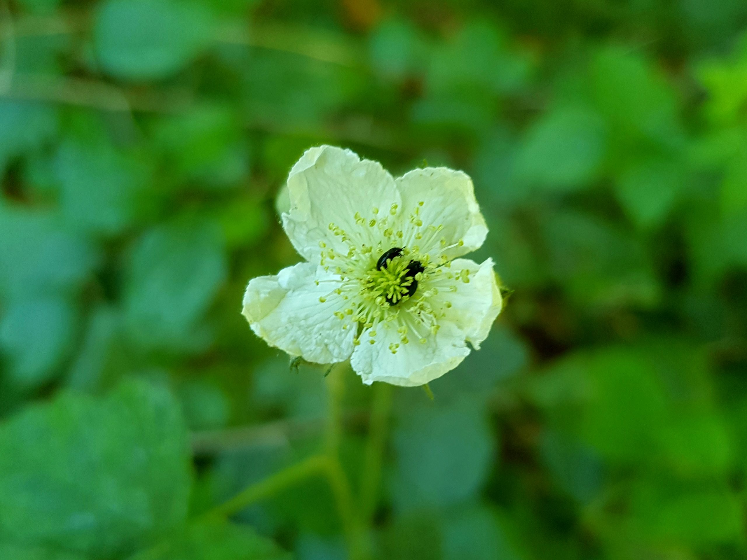 Fleur de ronce